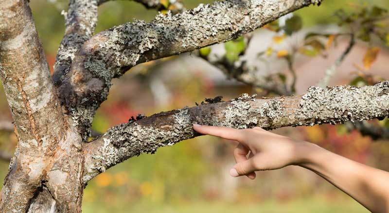 Hand pointing to lichen and possible decay on a tree branch, highlighting early warning signs of tree health issues