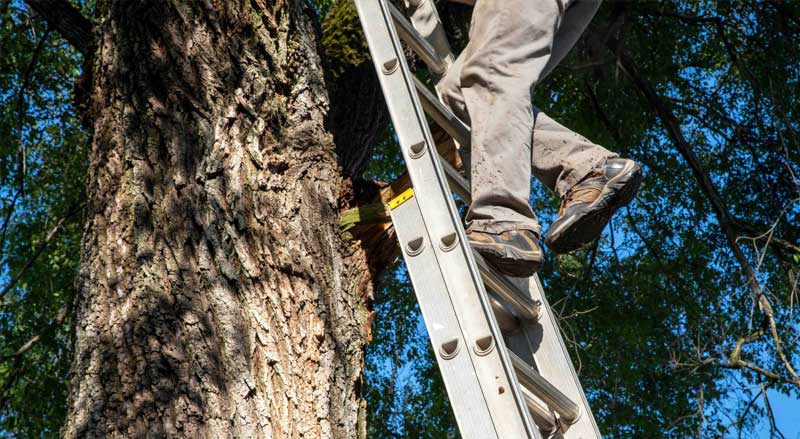 Worker climbing a ladder to assess a tree’s trunk stability during a professional inspection