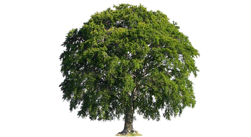 Full view of a mature American beech tree with a broad, dense canopy and smooth, silver-gray bark, isolated on a white background