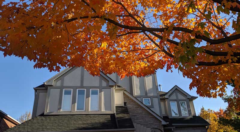 Autumn tree canopy over a home, representing seasonal evaluations and the impact of weather on tree safety