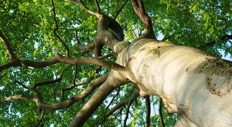 Upward view of a mature beech tree trunk and branches