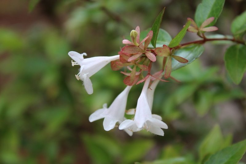white abelia flower