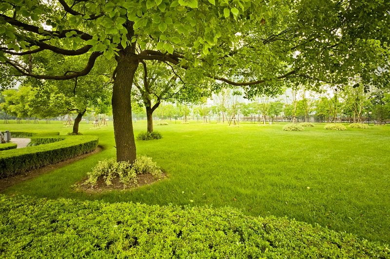 green mature trees grass