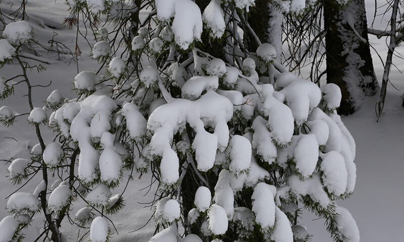 Heavy-Snow-on-Branches