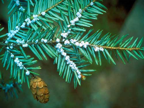 White, woolly egg sacs of the Hemlock Woolly Adelgid or HWA on an infected Eastern hemlock branch.