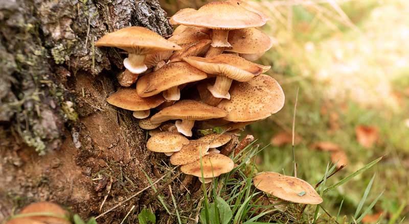 Cluster of honey fungus mushrooms growing at the base of a tree, indicating root rot infection