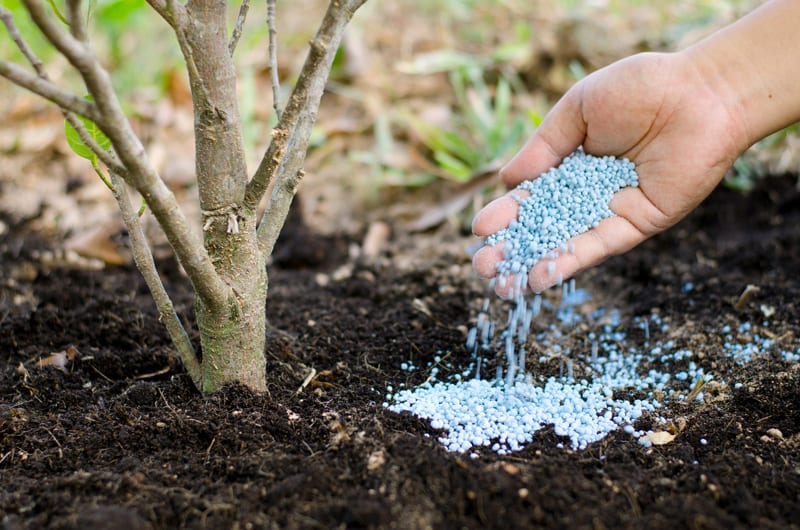 Putting Fertilizer in the Soild Around a Tree