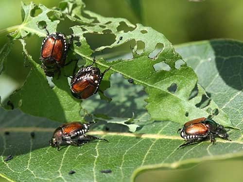 A leaf, full of holes, is being devoured by four Japanese Beetles.
