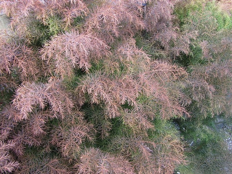Japanese Cedar Tree