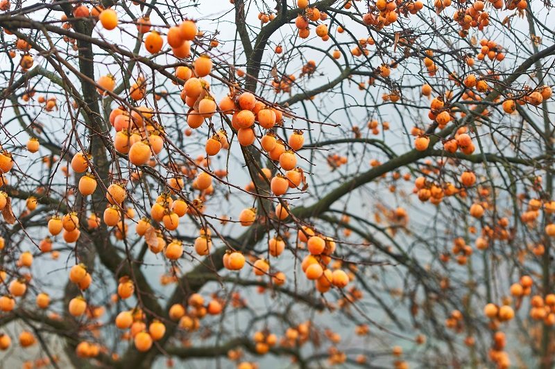 Japanese Persimmon tree