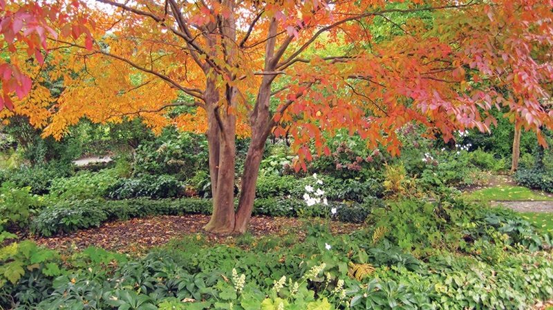 Japanese Stewartia Tree