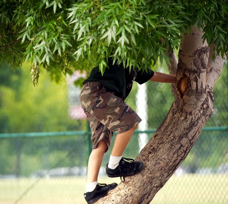 kid playing climbing tree