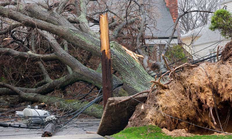 Does Homeowner s Insurance Pay For Tree Removal In NJ 