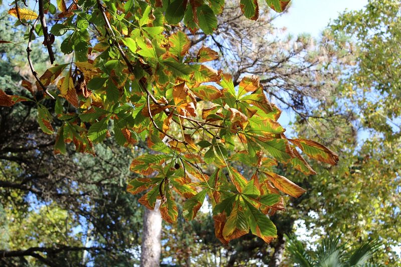 leaf scorch tree