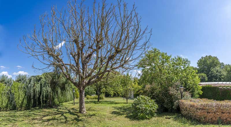 Leafless, declining tree in a yard showing dieback from advanced disease or pest damage