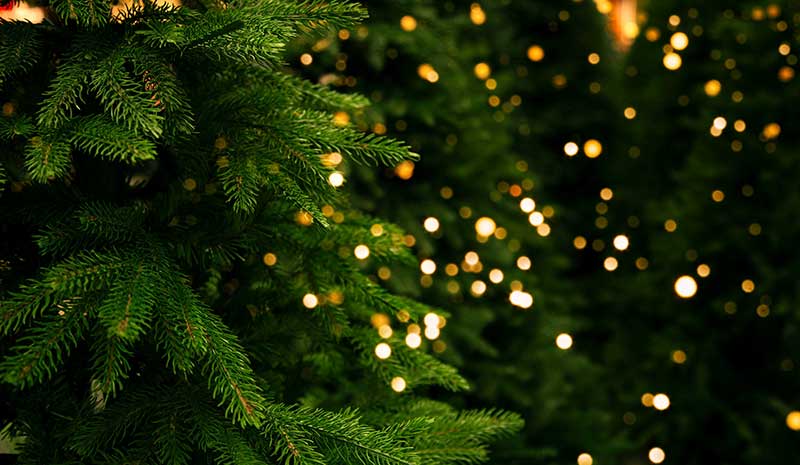 A close-up of Christmas trees and lights