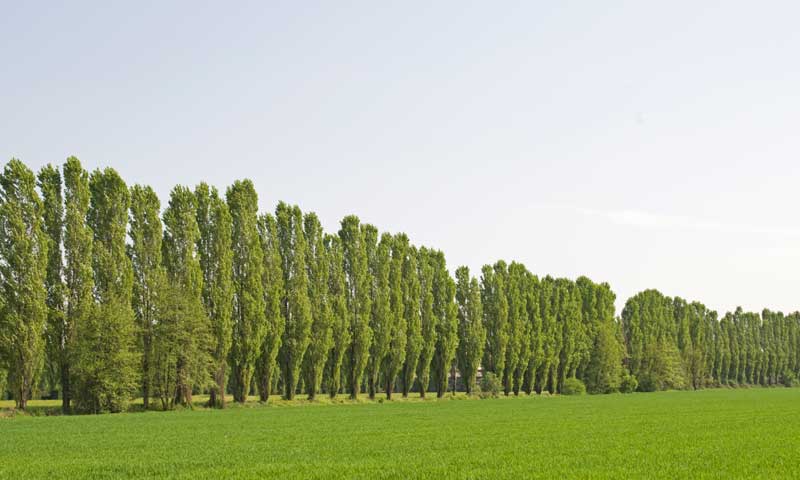 A row of disease-prone Lombardy Poplar trees