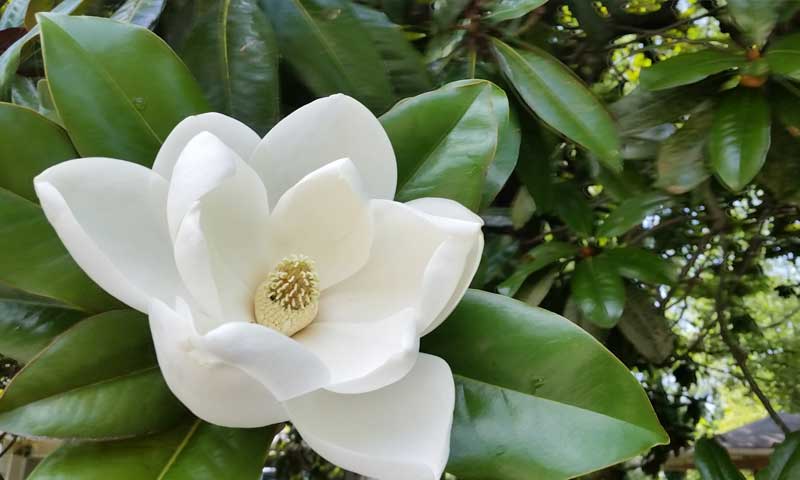 Close-up of ornamental Southern magnolia evergreen tree
