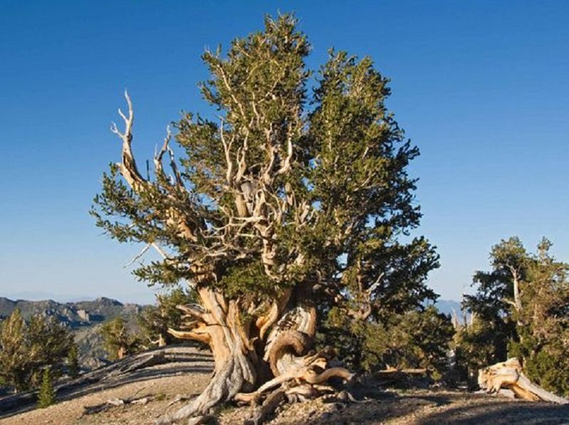 methuselah bristlecone pine tree