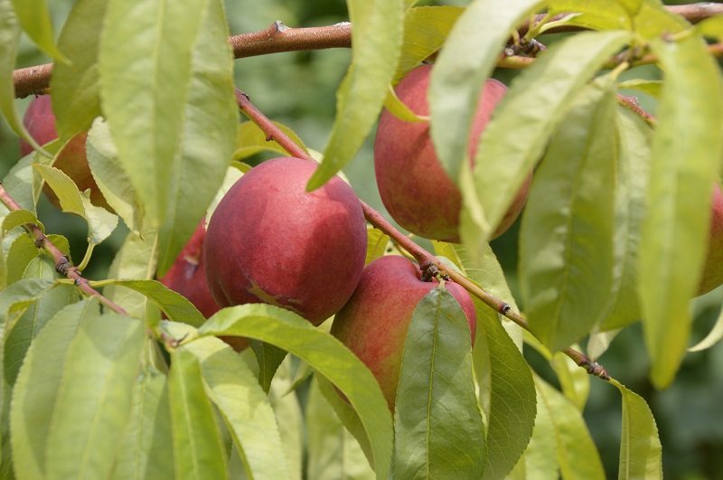 Best fruit trees to plant in nj
