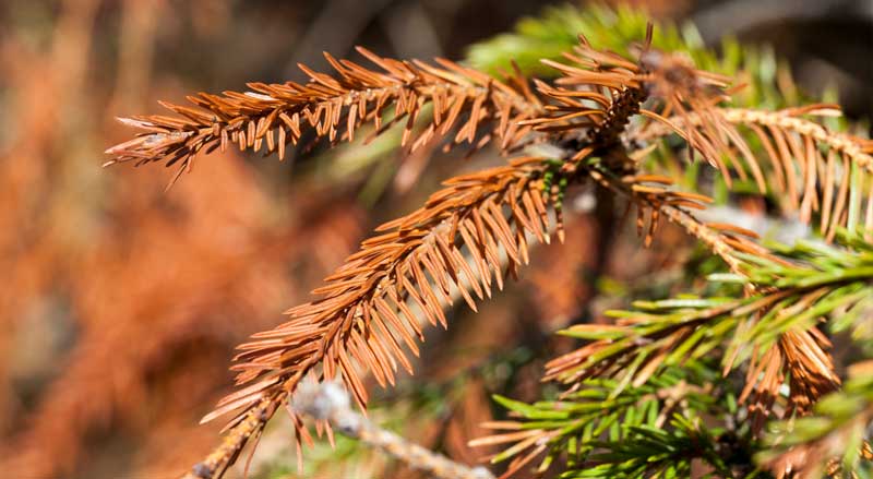 Dying needles on spruce tree