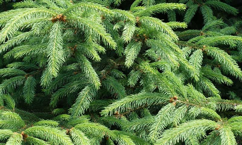 Close-up of Norway spruce evergreen tree needles