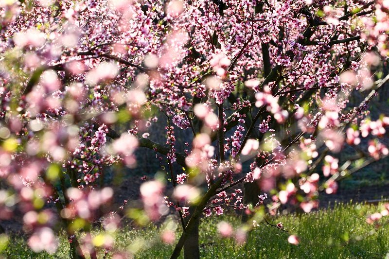 peach tree flowering spring