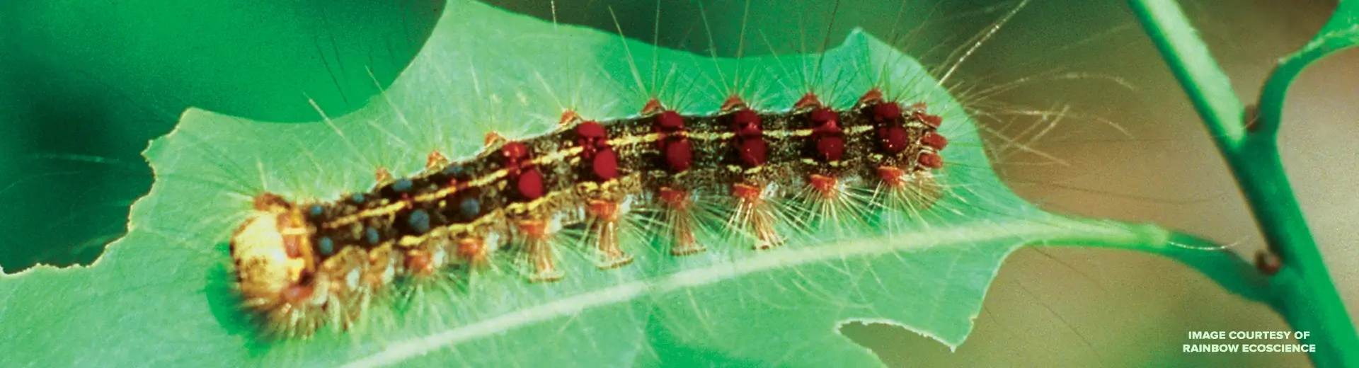 A spongy moth caterpillar, originally called a gypsy moth, a major tree pest, feeding on the leaf of a tree.