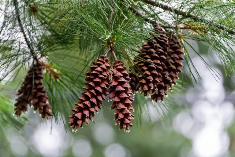 Harvesting Sap Reaping the Benefits of Natural Medicine