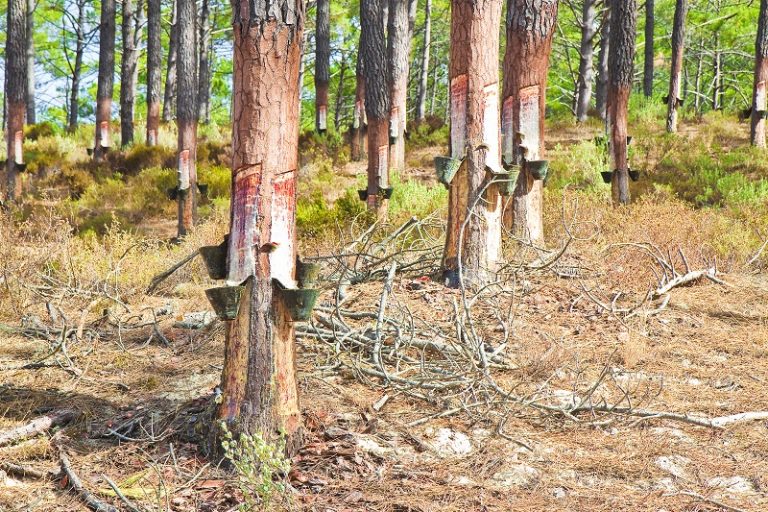 Harvesting Sap Reaping the Benefits of Natural Medicine