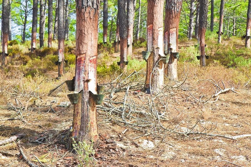 Taps on trees harvesting sap
