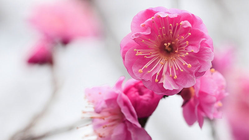 Read more about the article Get Your Ornamental Trees Ready for Spring
