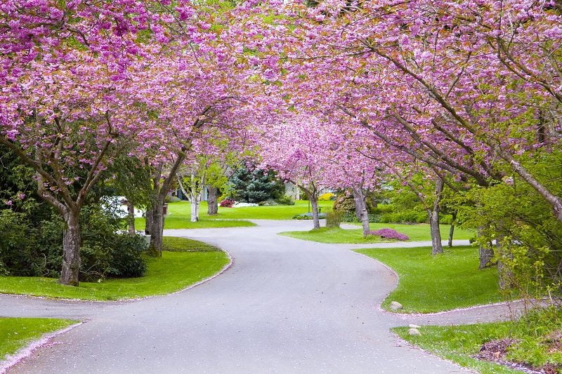 Cherry Tree Blossoms Spring