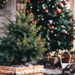 Buying and Caring for a Live Christmas Tree to be Planted in the Spring