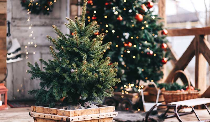 Read more about the article Buying and Caring for a Live Christmas Tree to be Planted in the Spring