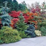 Small Garden Evergreen Trees