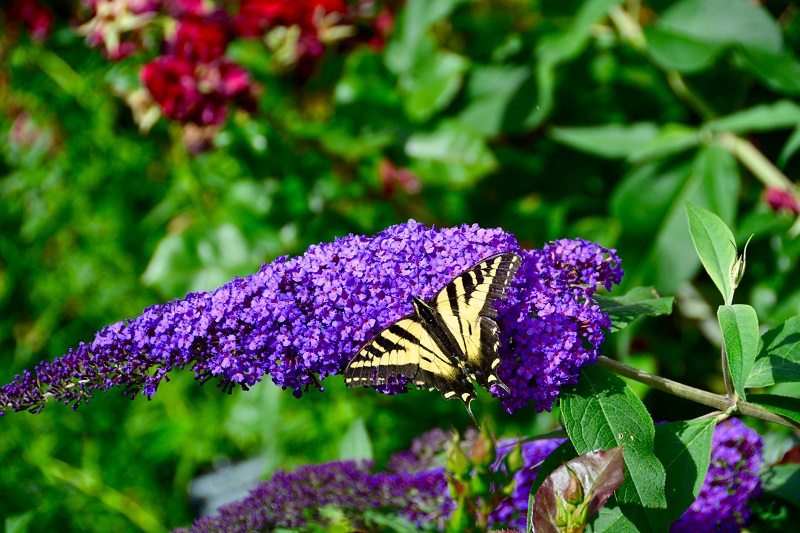 purple butterfly bush