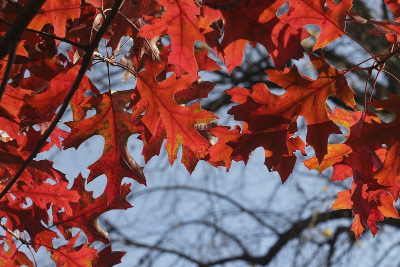 vörös tölgyfa levelei