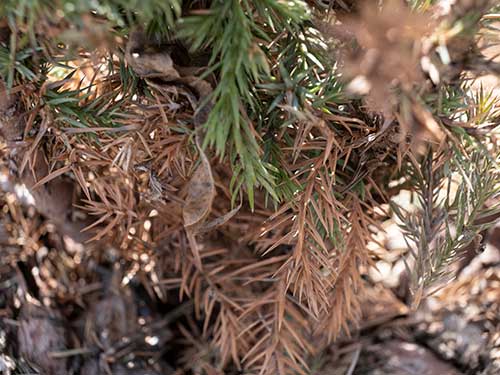 Evergreen branches with needles turned brown due to the tree disease called Rhizosphaera needle cast.