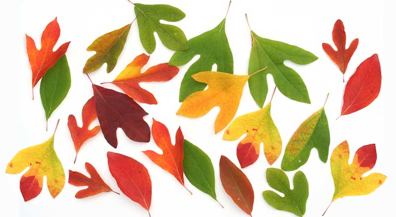Different colors of sassafras tree leaves in the fall