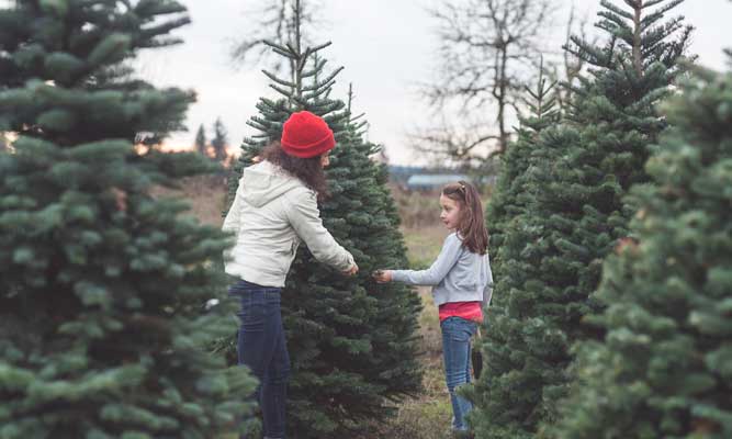 Mother and daughter selecting a tree at a Christmas tree farm