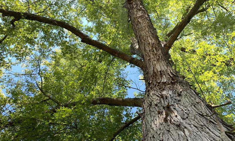 A view up into the canopy of a silver maple