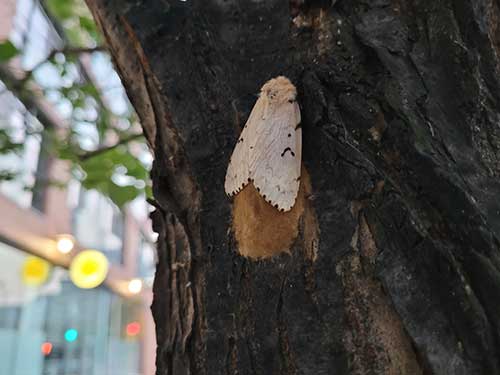 A spongy moth adult on the bark of a tree.