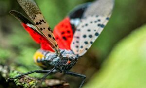 Spotted-Lanterfly