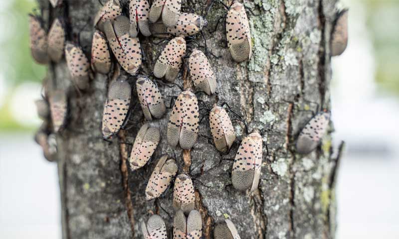 Spotted-Lanternflies-on-Tree