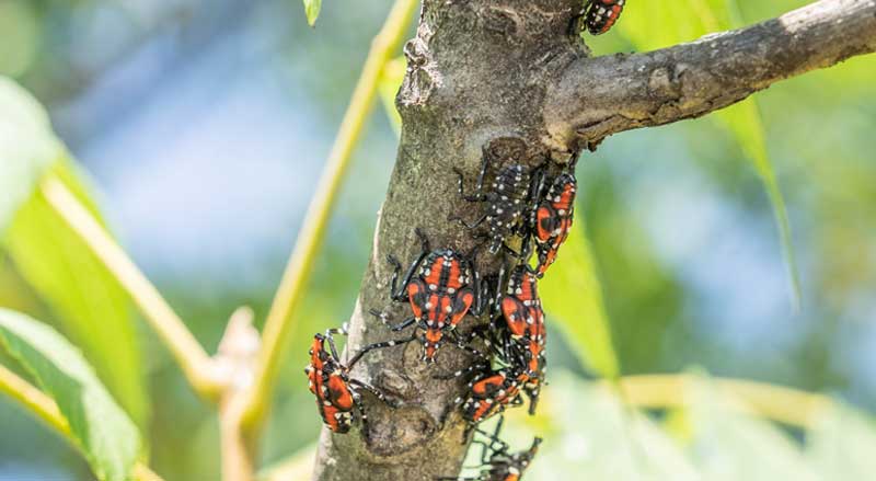 Spotted lanternfly insects on a tree branch
