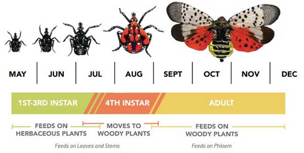 Spotted lanternfly life cycle
