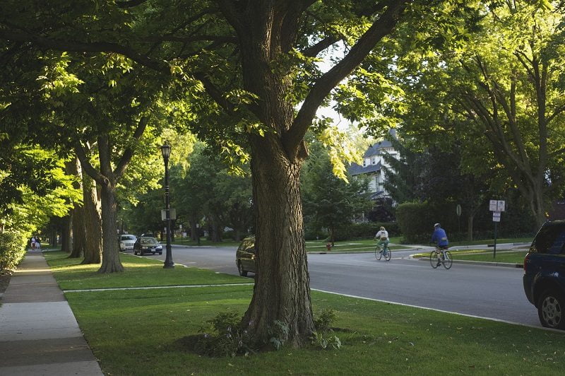 Read more about the article Positive Impact Trees Have on the Community in New Jersey