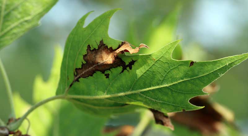 Sycamore leaf with large brown necrotic patches, a sign of anthracnose disease.