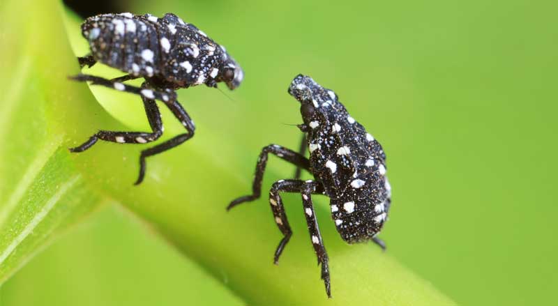 Close-up of spotted lanternfly nymphs with black bodies and white spots clinging to a green plant stem